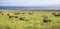 Cows graze fresh grass on a meadow in Andrew Molina State park