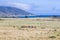 Cows graze fresh grass on a meadow in Andrew Molina State park