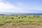 Cows graze fresh grass on a meadow in Andrew Molina State park