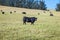 Cows graze at the fresh meadow