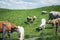Cows graze the grass, Cliffs of Moher Ireland