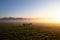 Cows graze on a grassy field in thick early morning fog, lit beautifully by the sunrise