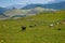 Cows graze on green Alpine meadows high in the mountains