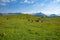 Cows graze on green Alpine meadows high in the mountains