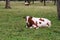 Cows graze on green Alpine meadows high in the mountains