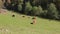 Cows graze in the green field. beautiful nature