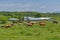 Cows graze in the green meadow near to the farm