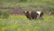 Cows graze in a meadow