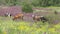 Cows graze in a meadow