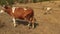 Cows graze in the meadow