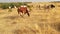 Cows graze in the meadow