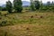 Cows graze in a meadow in Albania. Large cattle among the green and yellow grass on the field against the backdrop of a mountain