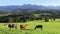 Cows graze in a meadow on the background of the Tatra Mountains