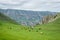 Cows graze in a meadow in Dagestan