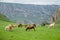 Cows graze in a meadow in Dagestan