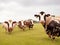 Cows graze in the meadow. Ecological livestock nutrition. AI Generated