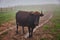 Cows graze in a meadow in the fog, Carpathian cows in Ukraine, mountain cows graze in the fog