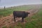 Cows graze in a meadow in the fog, Carpathian cows in Ukraine, mountain cows graze in the fog