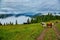 Cows graze in a meadow in the fog, Carpathian cows in Ukraine, mountain cows graze in the fog