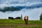 Cows graze in a meadow in the fog, Carpathian cows in Ukraine, mountain cows graze in the fog