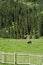 Cows graze in a meadow in a mountainous area. Image for advertising agriculture, farm products, organic meat and milk.