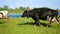 Cows graze in the meadow on the pasture near the river in sunny day