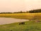 Cows graze on a meadow at sunset France. Landscape suburbs of French cities