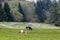 Cows graze on the meadow with white wild narcissus