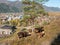 Cows graze on the mountain. Chemal, Altai Republic, Russia