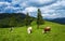 Cows graze on the mountain meadows of the Carpathians.