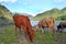 Cows graze near a mountain reservoir near the Siberian village of Chemal in Russia