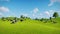 Cows graze on the open green meadows