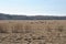 Cows graze on pasture with grassy grass, early spring,