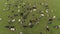 Cows graze on pasture. Herd of cows, top view. Livestock in Russia. Cows graze on a green meadow in summer.