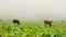 Cows graze on a pasture in the mountains. Green meadow in the clouds.