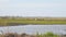 Cows graze on shore of a pond or swamp