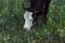 Cows graze in the summer on the field on a sunny day and eat green grass alfalfa clover under