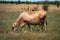 Cows graze in the summer on the field on a sunny day and eat green grass alfalfa clover under