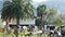 Cows graze under palm trees