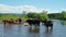 Cows graze in the village by the river
