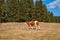 Cows grazed on the hills in the country