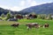 A cows grazes in a green meadow. Early morning in Austria. Traditional Austrian landscape: mountains, cozy houses and green lawns