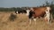 Cows Grazes on a Meadow in the Setting Sun