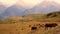 Cows grazing against mountains