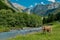 Cows are grazing on Alpine meadow. Cattle pasture in a grass field.