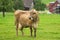 Cows are grazing on Alpine meadow. Cattle pasture in a grass field.