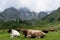 Cows grazing in an alpine meadow in the Caucasus Mountains. World of beauty