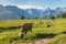 Cows grazing on alpine meadow in Swiss Alps