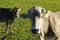 cows grazing on alpine meadows in Allgau, Steingaden, Bavaria (Wieskirche, Steingaden, Allgaeu, Germany