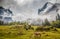 Cows grazing in alpine mountain scenery with mountain peaks covered in mystic fog in summer, Rosenlaui, Berner Oberland,